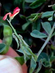 Indigofera sessilifolia