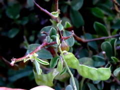 Indigofera sessilifolia