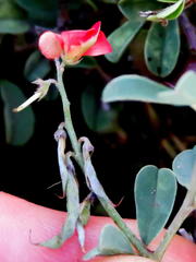 Indigofera sessilifolia