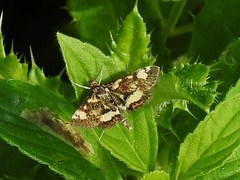 Pyrausta orphisalis