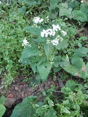 Ageratina altissima