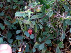 Indigofera sessilifolia