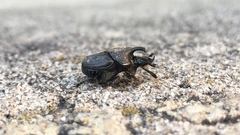 Onthophagus hecate