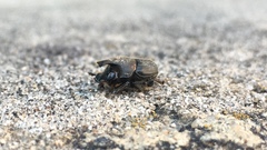 Onthophagus hecate