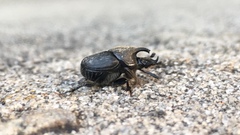 Onthophagus hecate