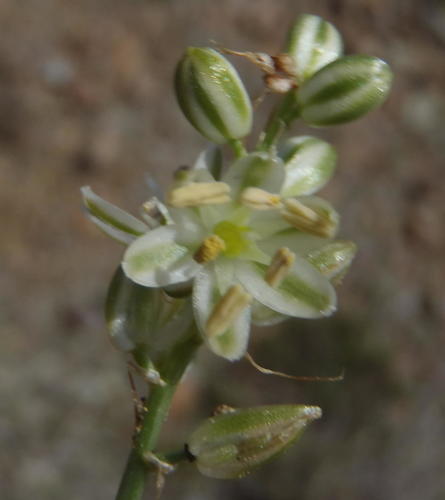 Albuca virens