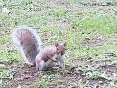 Sciurus carolinensis
