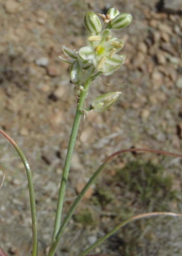 Albuca virens