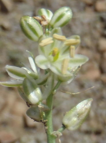 Albuca virens