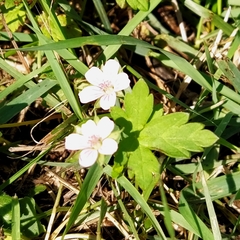 Geranium sibiricum