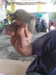 Ploceus manyar manyar