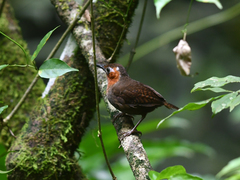 Cyphorhinus phaeocephalus