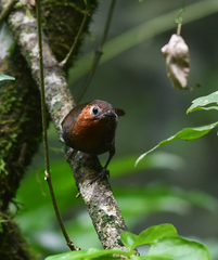 Cyphorhinus phaeocephalus