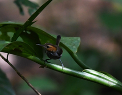 Microbates cinereiventris