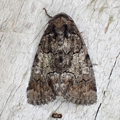 Chytonix sensilis