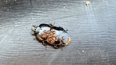 Hololepta