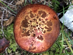 Suillus spectabilis