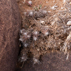Anacampseros filamentosa