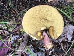 Suillus spectabilis