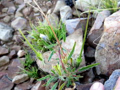 Monsonia burkeana