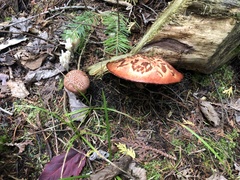 Suillus spectabilis