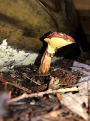 Suillus spectabilis