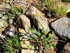 Monsonia burkeana