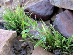 Monsonia burkeana