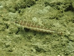 Parapercis xanthozona