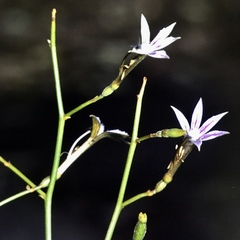 Scaevola depauperata