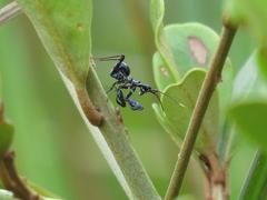 Pseudocreobotra wahlbergi