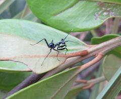 Pseudocreobotra wahlbergi