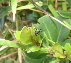 Pseudocreobotra wahlbergi
