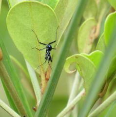 Pseudocreobotra wahlbergi