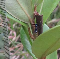 Pseudocreobotra wahlbergi