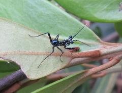 Pseudocreobotra wahlbergi