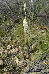 Bulbinella eburniflora