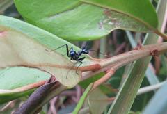 Pseudocreobotra wahlbergi