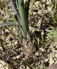 Bulbinella eburniflora