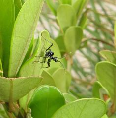 Pseudocreobotra wahlbergi