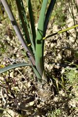 Bulbinella eburniflora