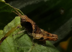 Eujivarus meridionalis