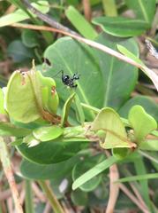 Pseudocreobotra wahlbergi