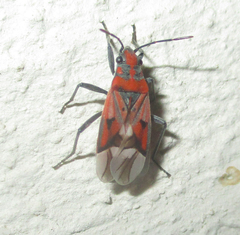 Haemobaphus concinnus