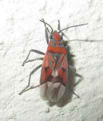 Haemobaphus concinnus
