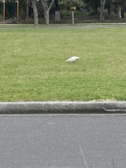 Cacatua tenuirostris