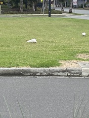 Cacatua tenuirostris