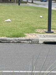 Cacatua tenuirostris
