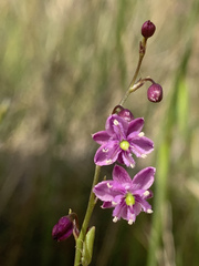 Arthropodium minus