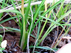 Syringodea concolor